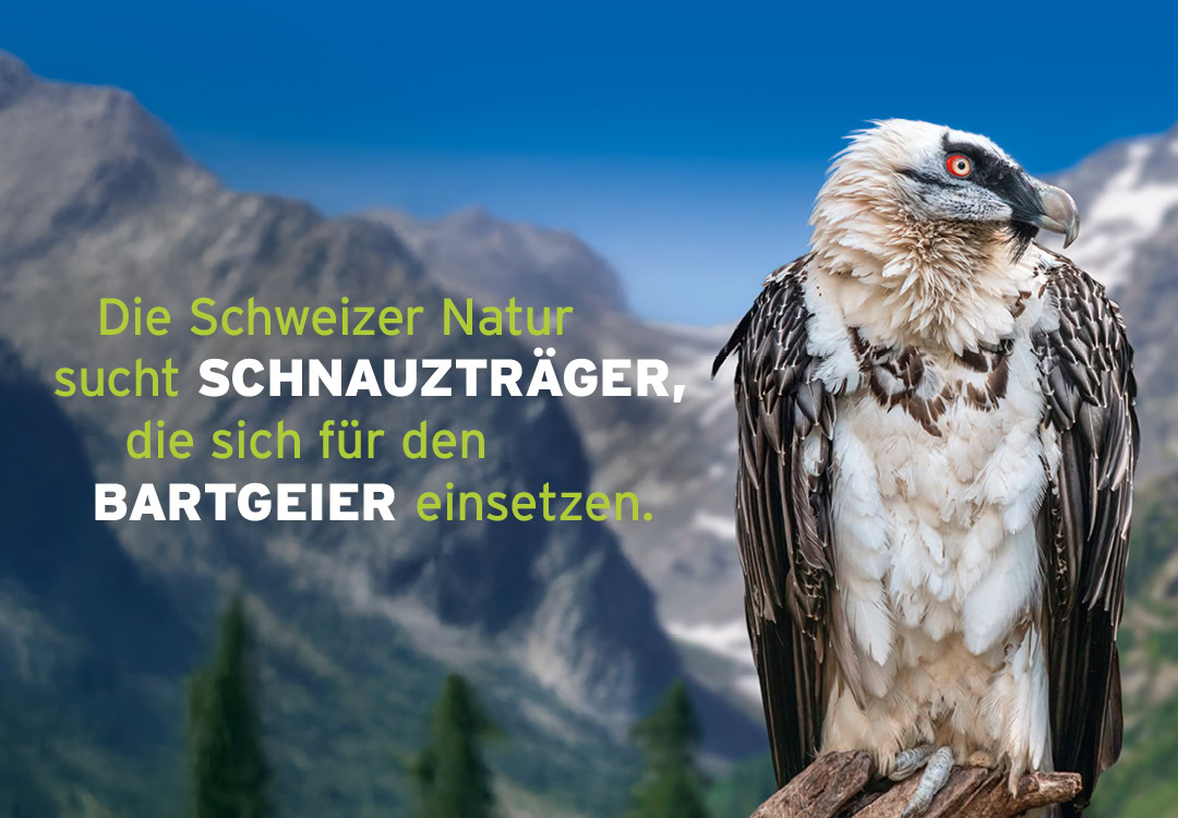 Bartgeier in der Schweizer Berglandschaft